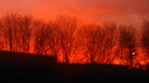 Silhouette of trees at sunset