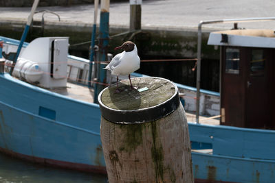 Close-up of seagull perching on boat