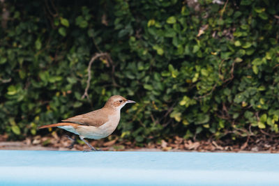 Bird perching on a plant