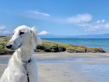 View of a dog on beach