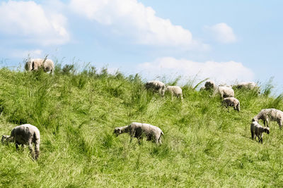 View of sheep grazing in field