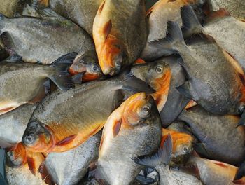 Close-up of fish for sale at market