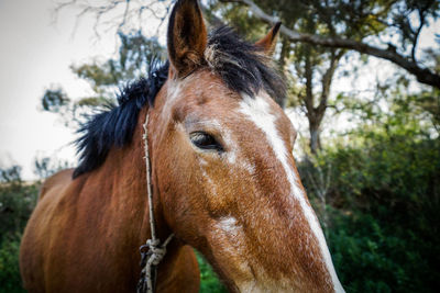 Close-up of horse on field