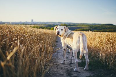 Portrait of labrador retriever standing on agricultural field