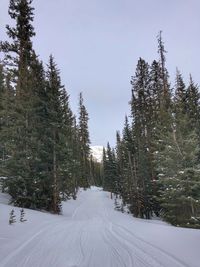 Snow covered pine trees in forest during winter