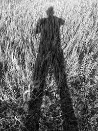 Shadow of horse on field