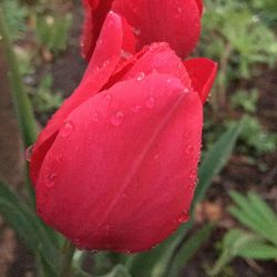 Close-up of red rose blooming in park