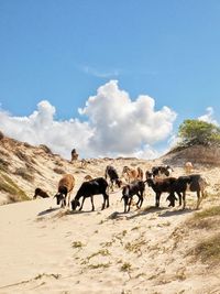 Goats grazing on desert field against sky