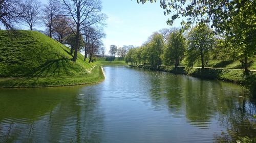 Reflection of trees in water