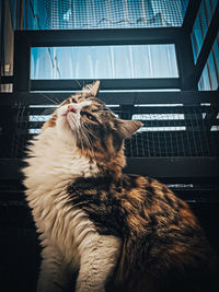 Close-up of a cat looking away