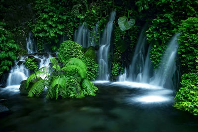 Scenic view of waterfall in forest