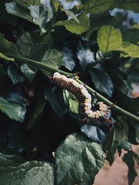 Close-up of butterfly on leaf