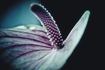 Close-up of butterfly on flower against black background