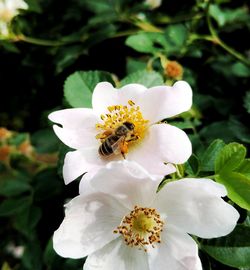 Close-up of bee on white flower