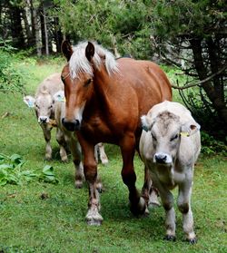 Horses standing on field