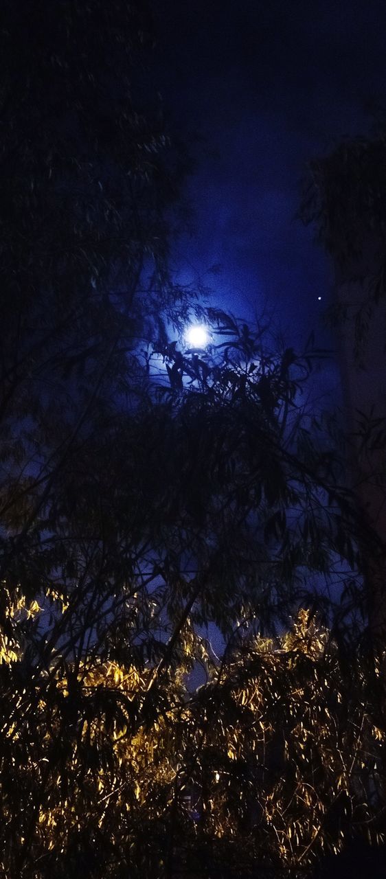 night, darkness, moonlight, light, tree, no people, nature, reflection, illuminated, moon, plant, sky, beauty in nature, outdoors, star, astronomical object, tranquility, scenics - nature, dark, land, low angle view, astronomy