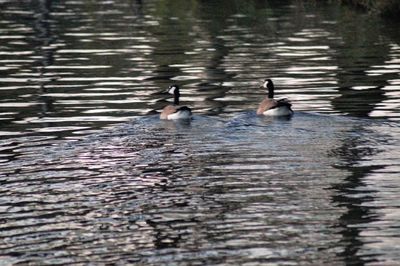 Ducks swimming in lake