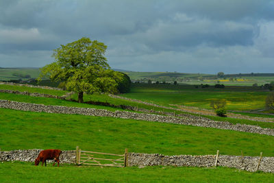 Scenic view of field against sky