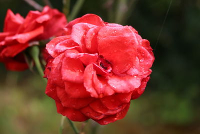 Close-up of wet red flower blooming outdoors