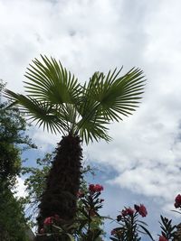 Low angle view of palm tree against sky