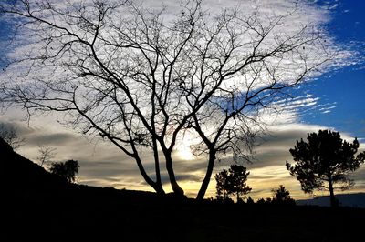 Silhouette bare tree against sky during sunset