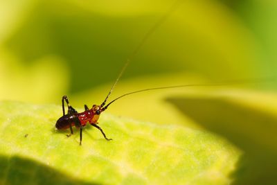 Close-up of insect on leaf