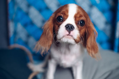 Close-up portrait of a puppy, cavalier king charles spaniel