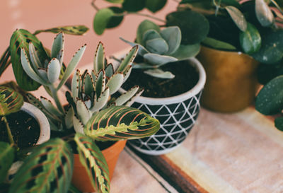 High angle view of potted plants on table at home