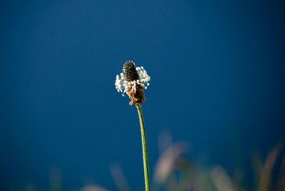 Close-up of plant against blue sky