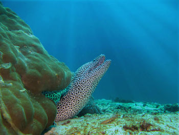 Fish swimming in sea