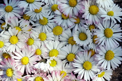 High angle view of white flowering plants