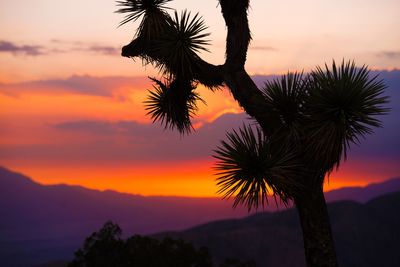 Silhouette palm tree against orange sky