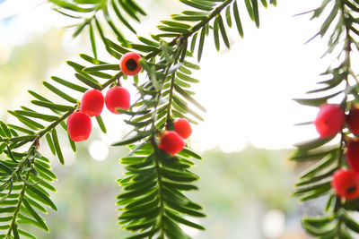 Low angle view of cherries on tree against sky