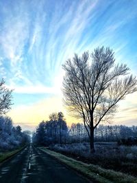 Bare trees on road against sky