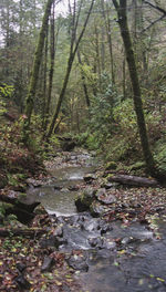 Scenic view of forest