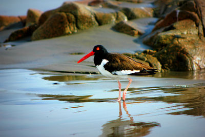 Close-up of bird perching on lakeshore