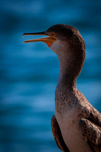 Close-up side view of a bird