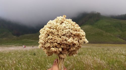 Edelwisse flower at the bromo mountain