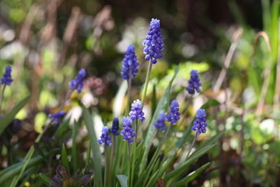 Close-up of purple flowering plants on field