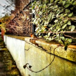 Close-up of plant against wall