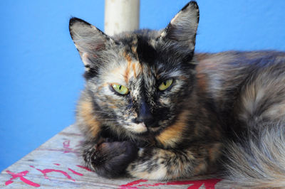 Close-up portrait of cat