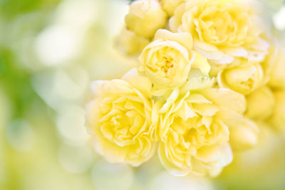 Close-up of rose bouquet