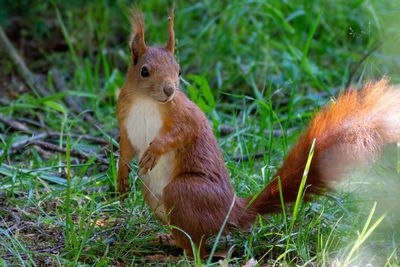 Squirrel on field