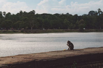 Monkey sitting by lake against sky