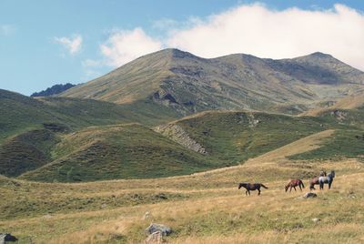 View of sheep on landscape