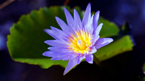 Close-up of purple water lily lotus flower