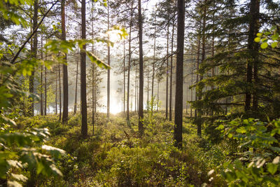 View of spring forest