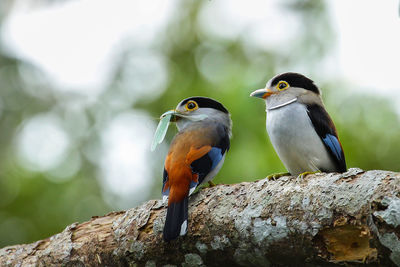 Close-up of birds perching on tree