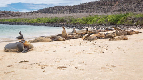 Flock of sheep on beach