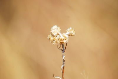 Close-up of wilted plant